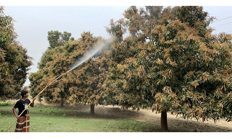 Farmers passing busy days with hope of getting cherished mango yield