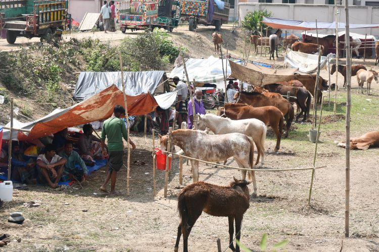 Month-long horse fair begins in Joypurhat 