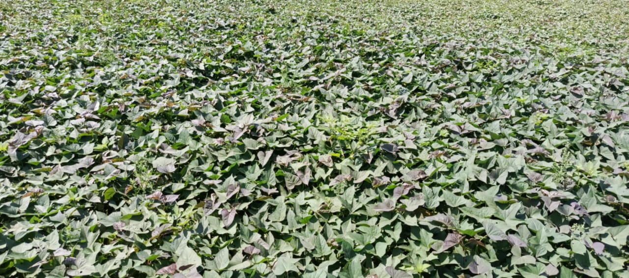 Natore farmers happy with expected sweet potato yield 