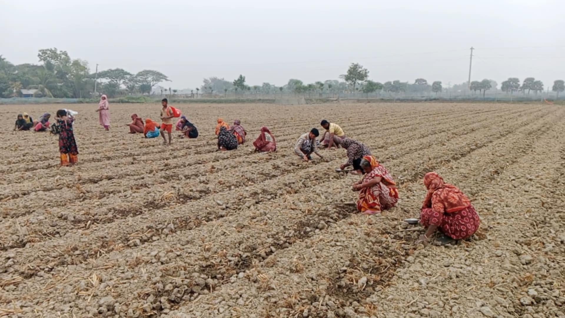 Watermelon fortune changer crop for Khulna's coastal farmers