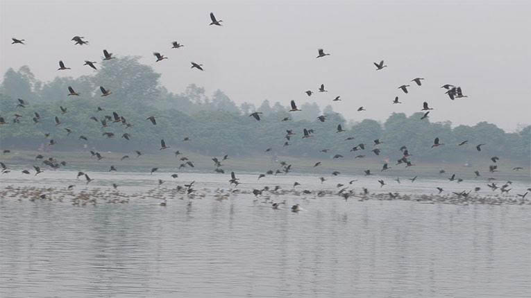 অতিথি পাখির আগমনে মুখর ঠাকুরগাঁওয়ের রামরাই দিঘি