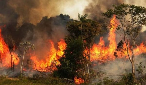 সুন্দরবনে ভয়াবহ অগ্নিকান্ড