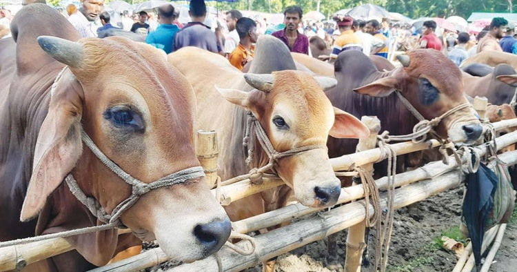 আজ থেকে রাজধানীতে বসবে কোরবানির পশুর হাট