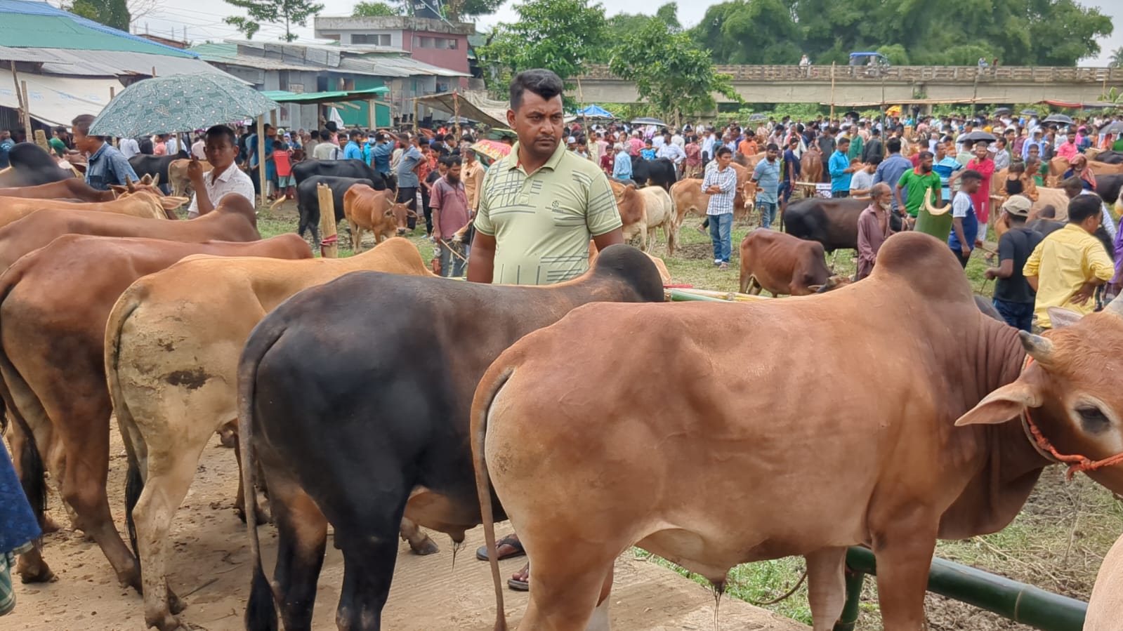 সারাদেশে কোরবানির পশুর হাটে এক হাজার ৭৫২টি ভেটেরিনারি মেডিকেল টিম দায়িত্ব পালন করবে