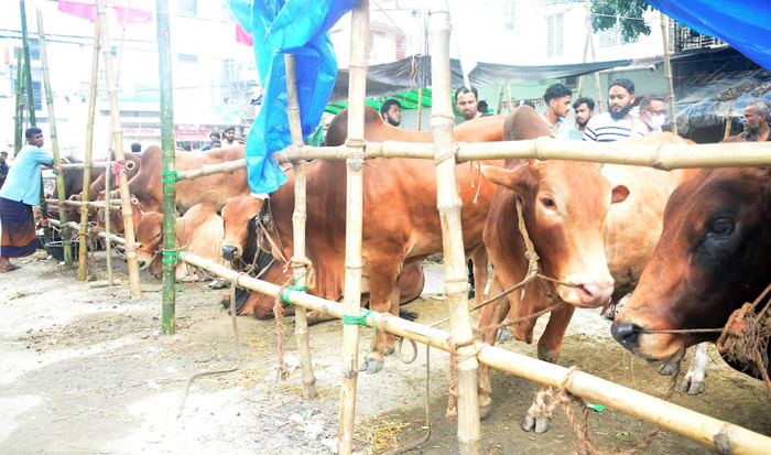 কোরবানির পশুর হাটে শেষ মুহুর্তে জমে উঠেছে বেচাকেনা, দামও সহনীয় পর্যায়ে