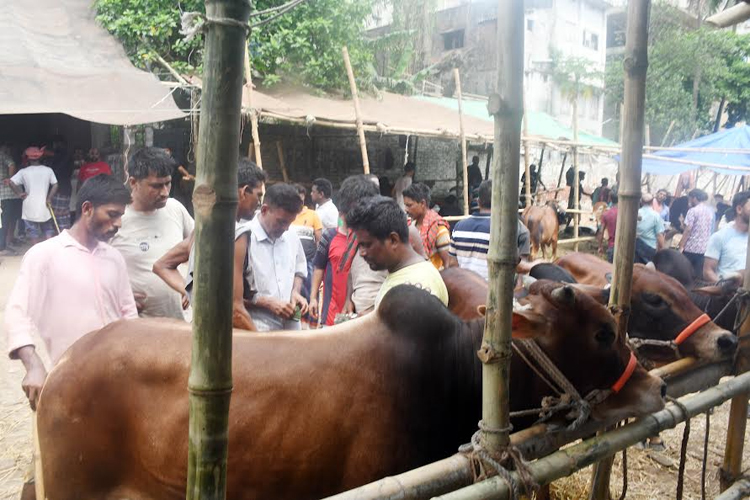 রাজধানীর বেশিরভাগ মানুষই কোরবানির পশু ক্রয় করেছেন