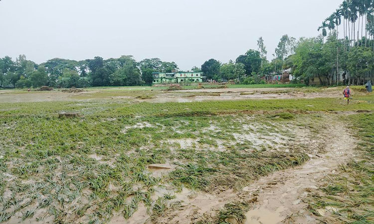 শেরপুরের ঝিনাইগাতীতে বন্যায় কৃষিখাতে ব্যাপক ক্ষতি