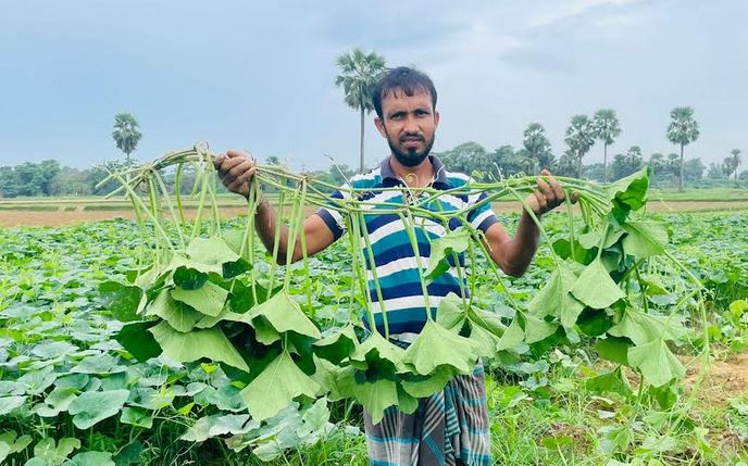 শীতের সবজি চাষ করে ঘুরে দাঁড়ানোর চেষ্টা গোমতী চরের কৃষকদের