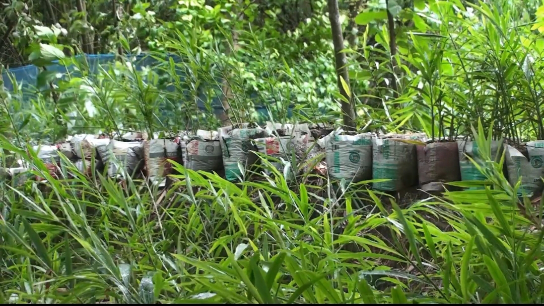 শেরপুরে বাণিজ্যিকভাবে বস্তায় আদা চাষ শুরু