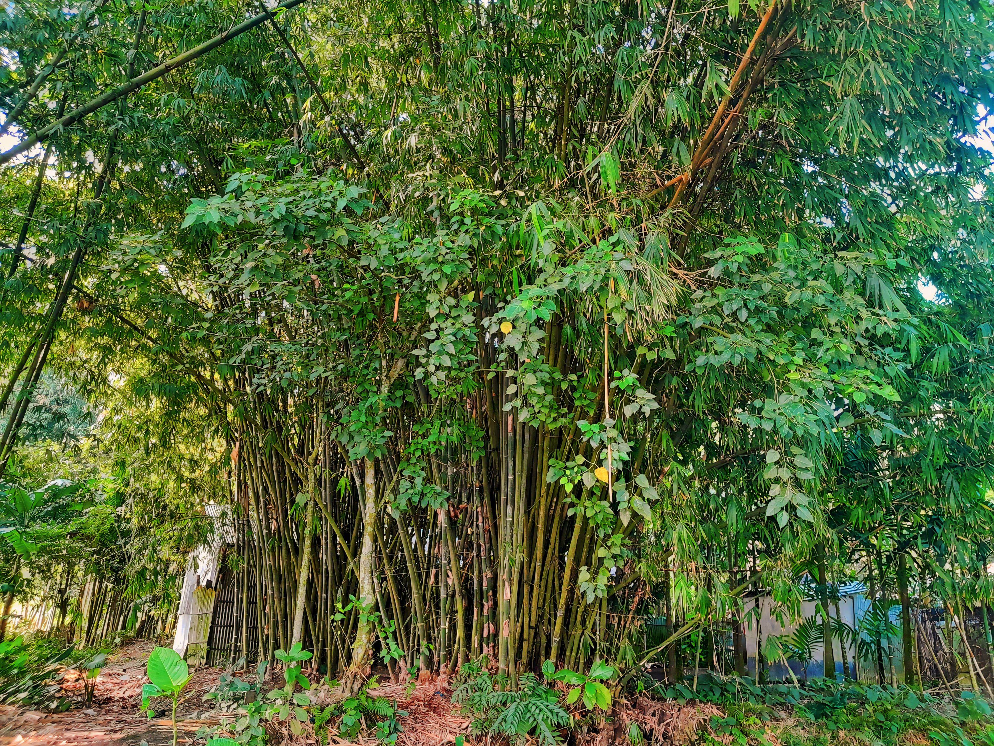 লালমনিরহাটে বাঁশ চাষ করে লাভবান হচ্ছেন কৃষকরা