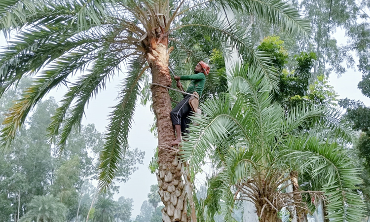 সিরাজগঞ্জে খেজুর রস সংগ্রহের জন্য গাছ প্রস্তুতে ব্যস্ত গাছিরা