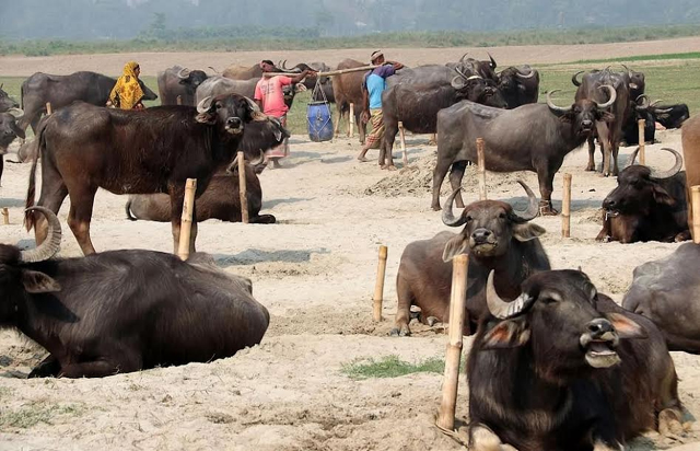 ভোলার চরাঞ্চলের মানুষ মহিষ পালন করে জীবিকা নির্বাহ করছে