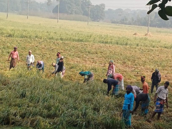 মুন্সীগঞ্জে আলু আবাদের প্রস্তুতি চলছে