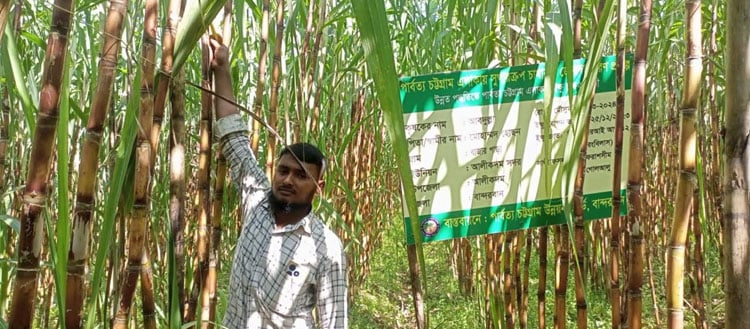 আলীকদমে ইক্ষু চাষে কৃষকদের সহযোগিতা করা হচ্ছে