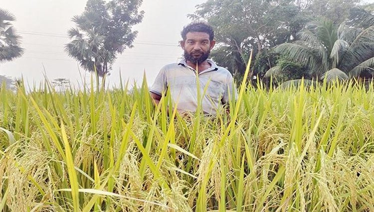 ভোলার চরাঞ্চলে নতুন জাতের ধান আবাদ