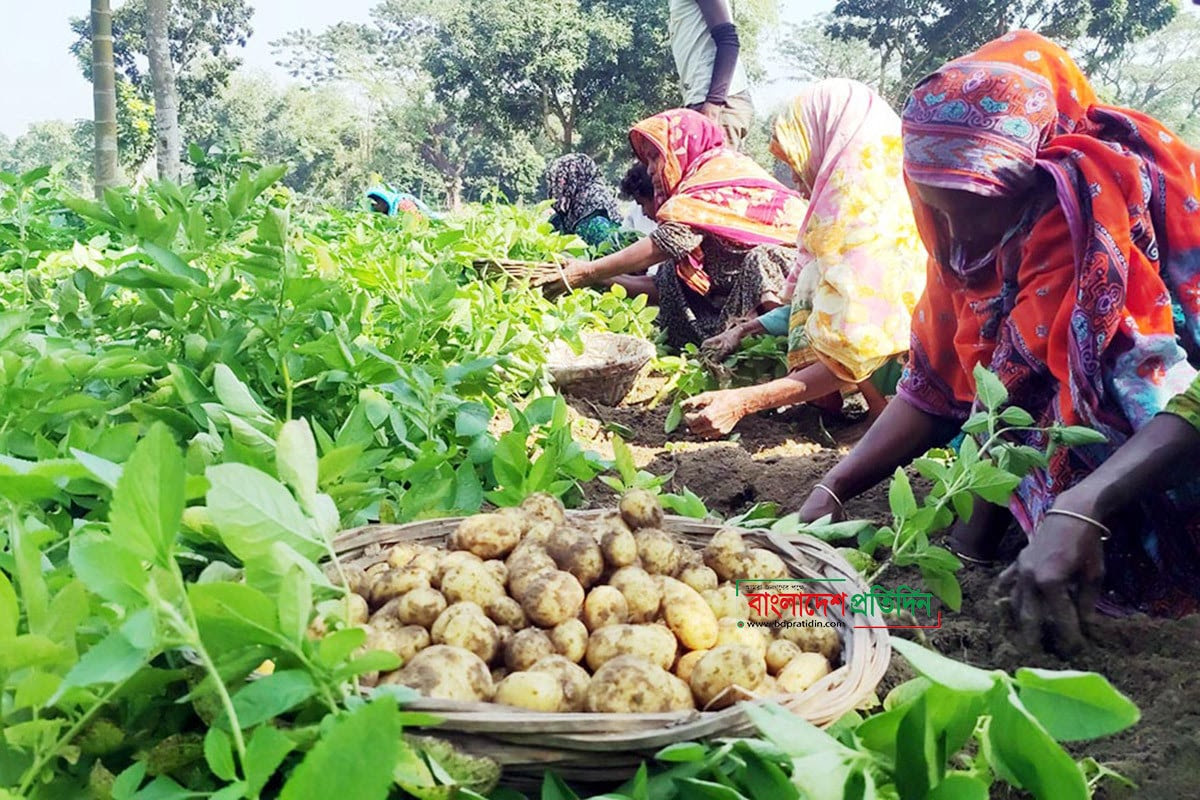 দিনাজপুরে আগাম জাতের আলুর বাম্পার ফলন