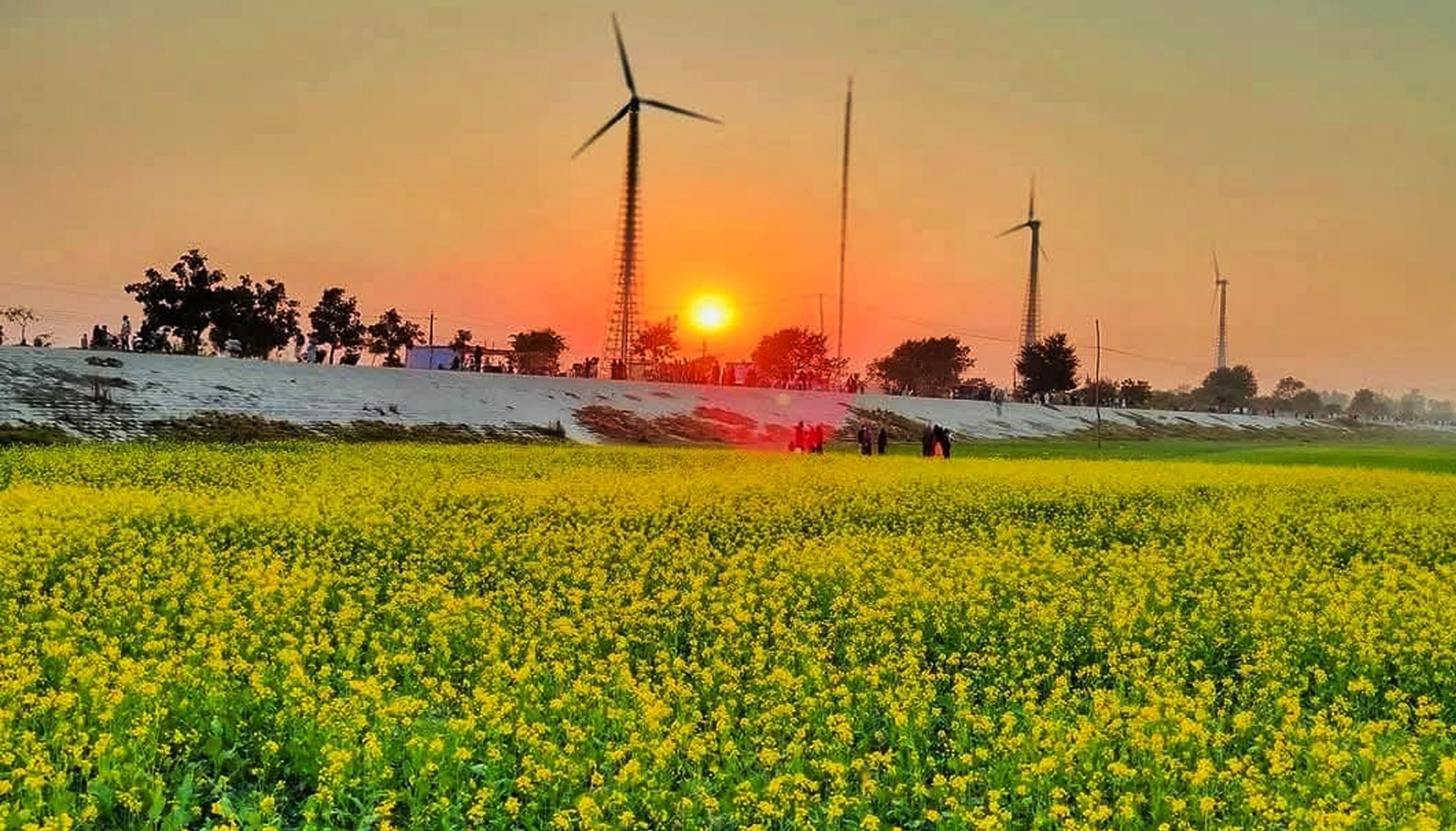 সিরাজগঞ্জে হলুদের চাদরে মোড়ানো সরিষার মাঠ