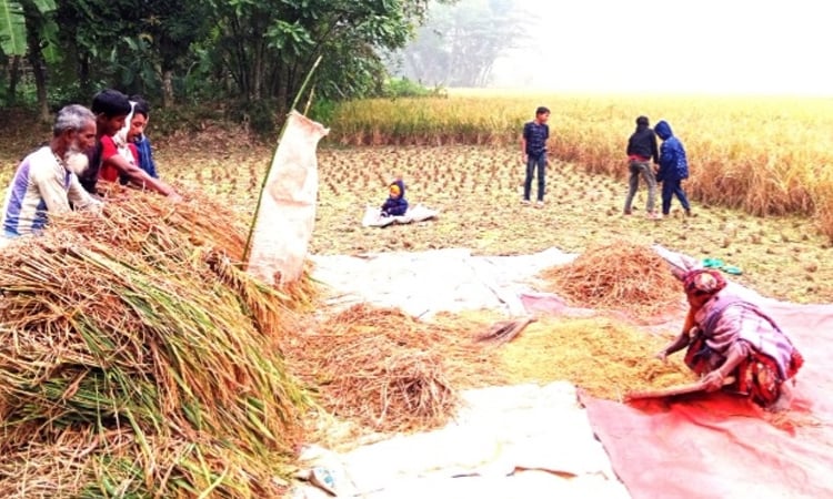 ভোলায় প্রাকৃতিক দুর্যোগ কাটিয়ে আমনের ভালো ফলন