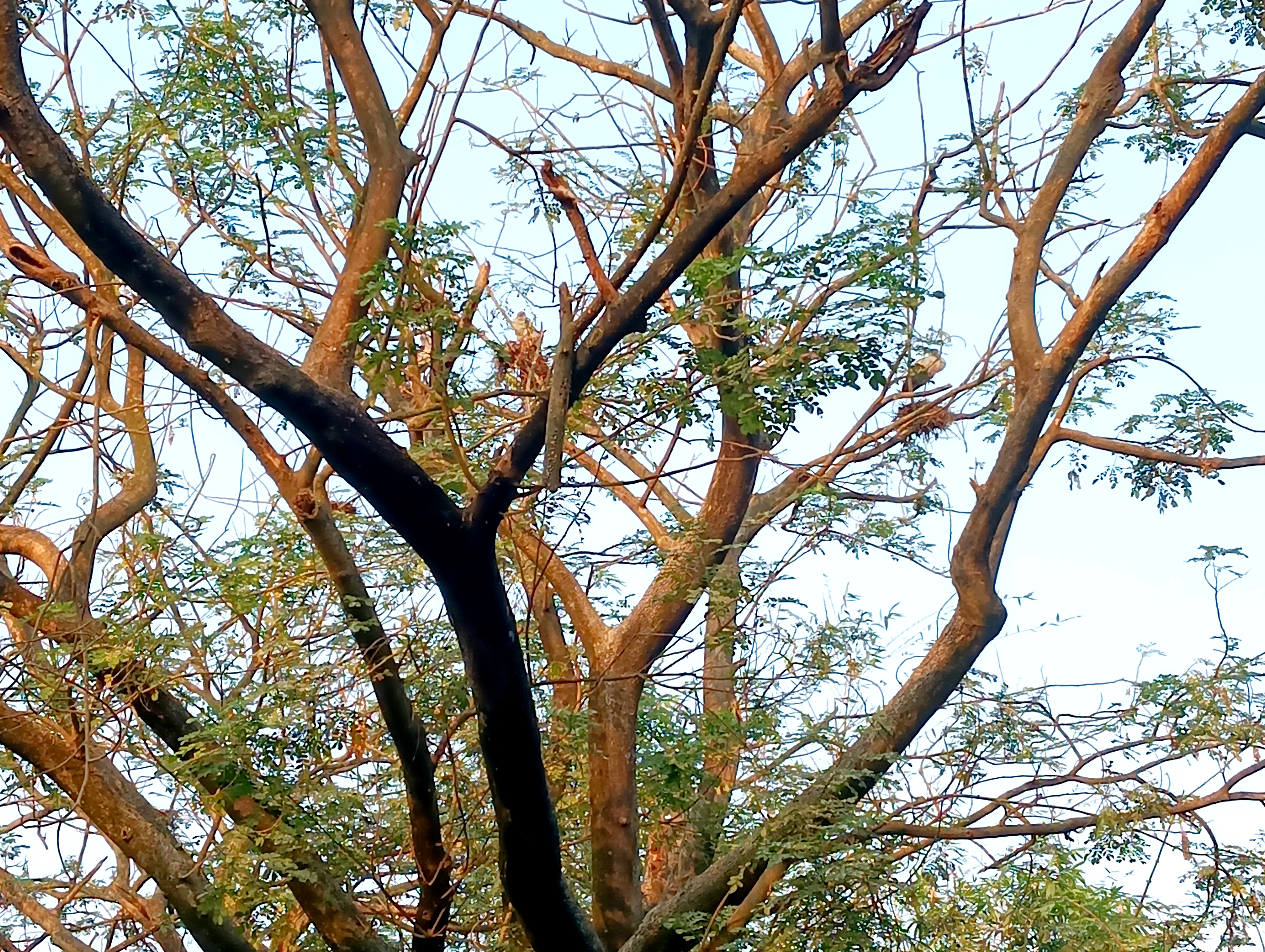 পাখির কলকাকলীতে মুখরিত ঝিনাইদহের আশুরহাট গ্রাম