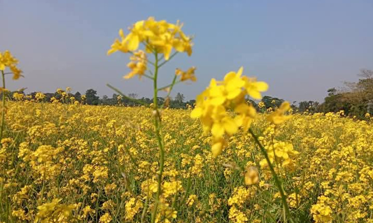 নেত্রকোনায় ১৩ হাজার ৫০ হেক্টর জমিতে সরিষা আবাদ 