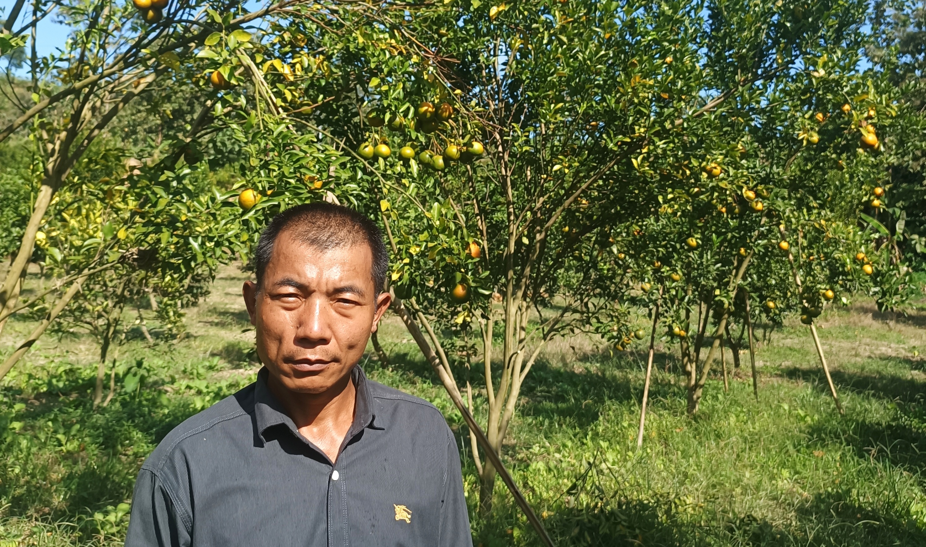 হেডম্যান থেকে সফল কমলা চাষী রাঙ্গামাটির সুদত্ত চাকমা