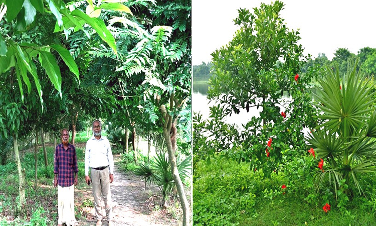 ২১৩ বিরল প্রজাতির গাছের একটি দর্শনীয় বাগান গড়ে উঠেছে ভাড়ারদহ বিলের তীরে