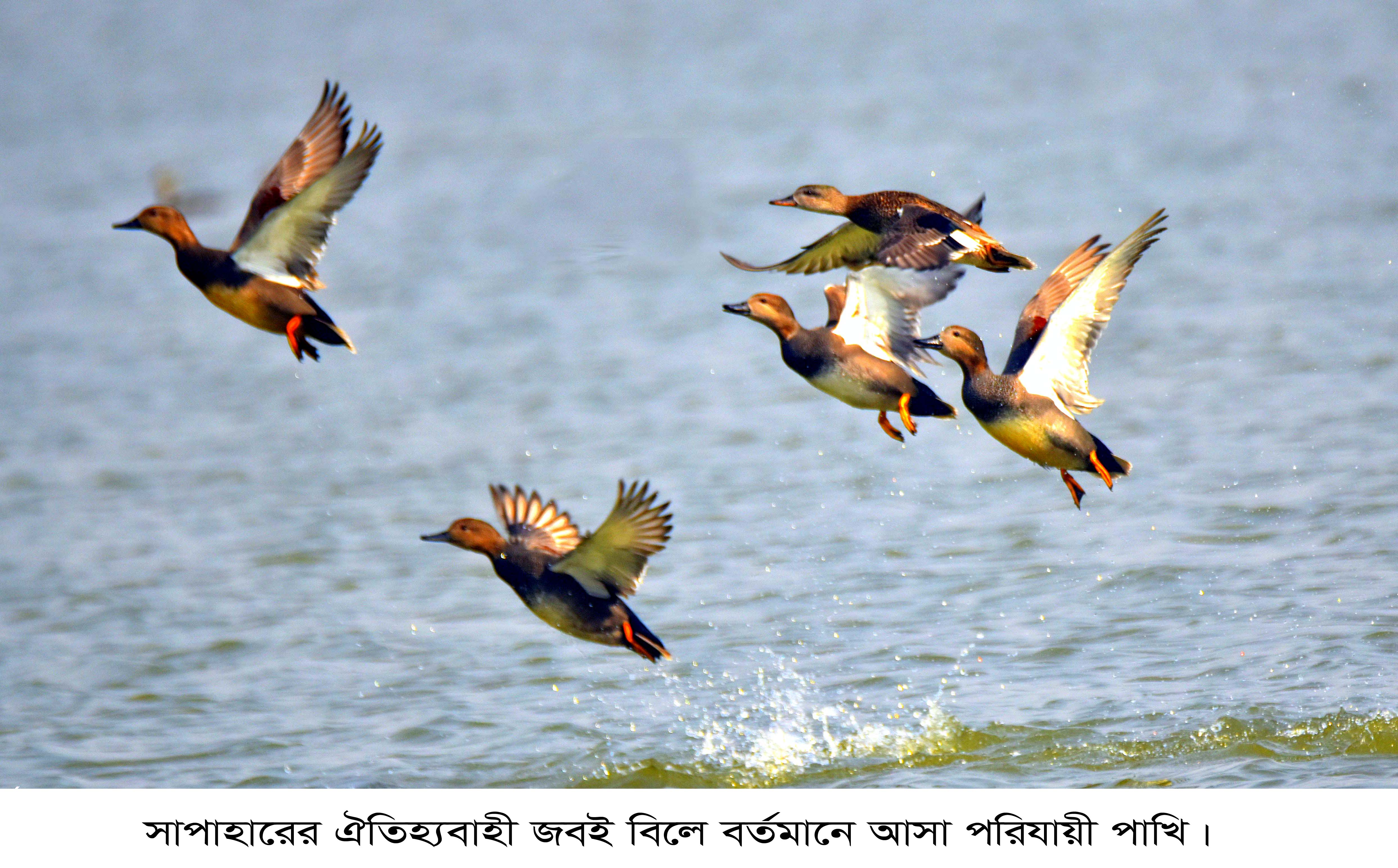 নওগাঁর সাপাহারে জবই বিলে পরিযায়ী পাখিদের কলকাকলীতে মুখর