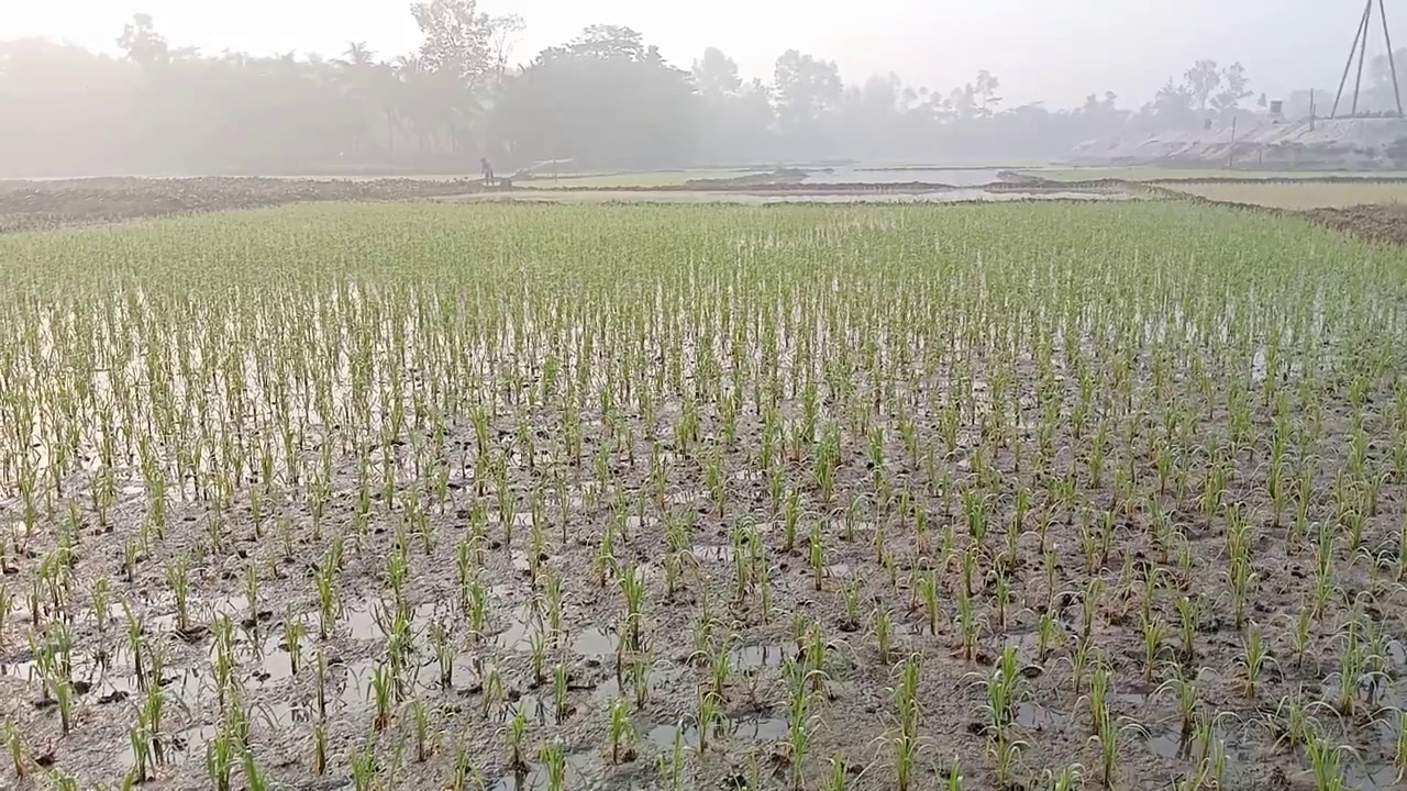 লক্ষ্মীপুরে তীব্র শীতে বিপর্যস্ত জনজীবন, কুয়াশায় নষ্ট হচ্ছে বোরোর বীজতলা