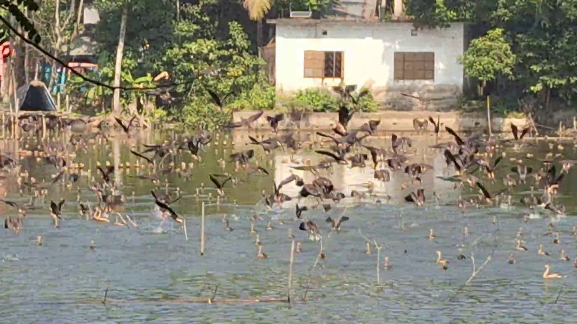 লক্ষ্মীপুরে অতিথি পাখিদের বিচরণে মুখরিত জনেশ্বর দিঘি 