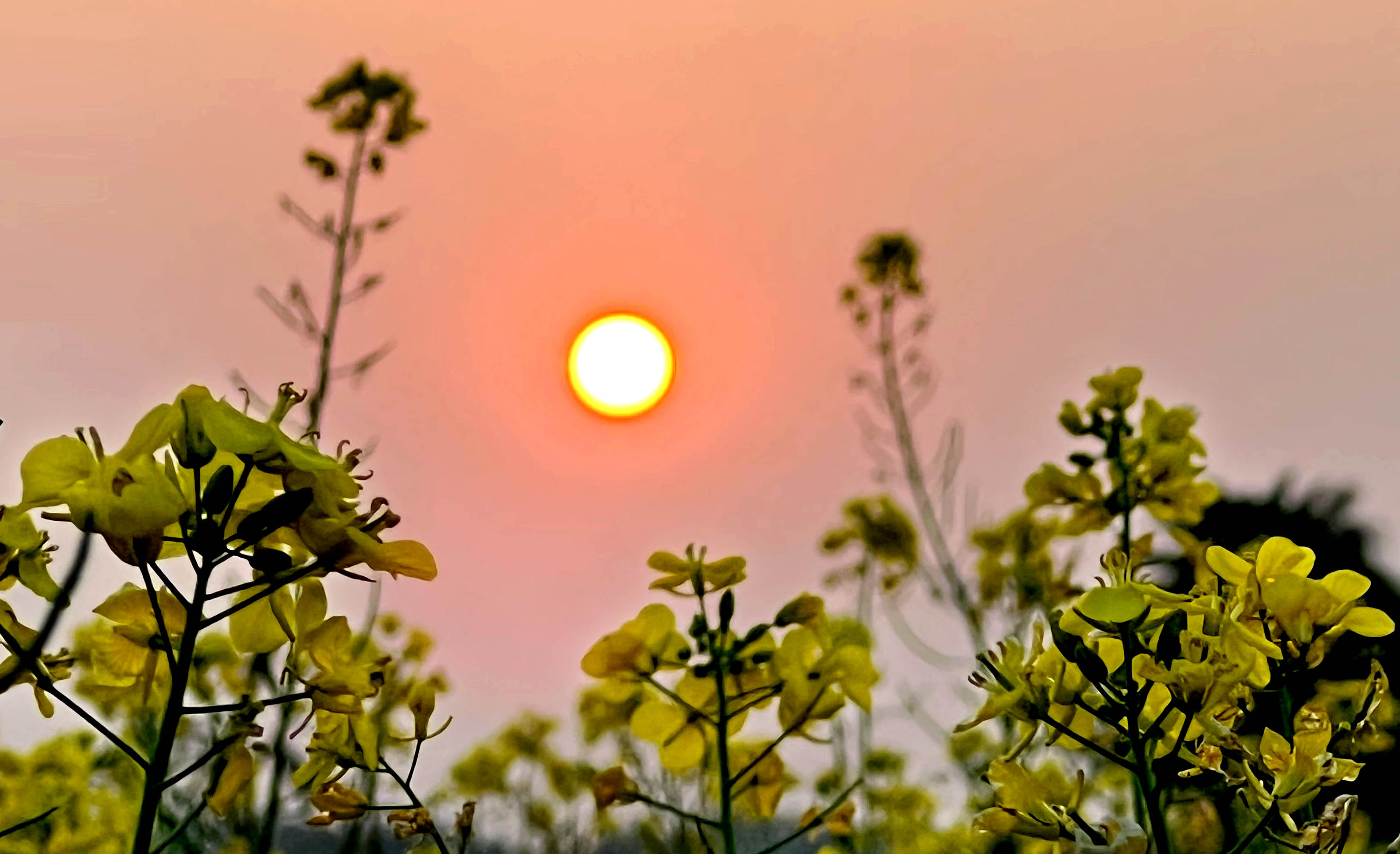 সারাদেশে তাপমাত্রা সামান্য কমতে পারে 