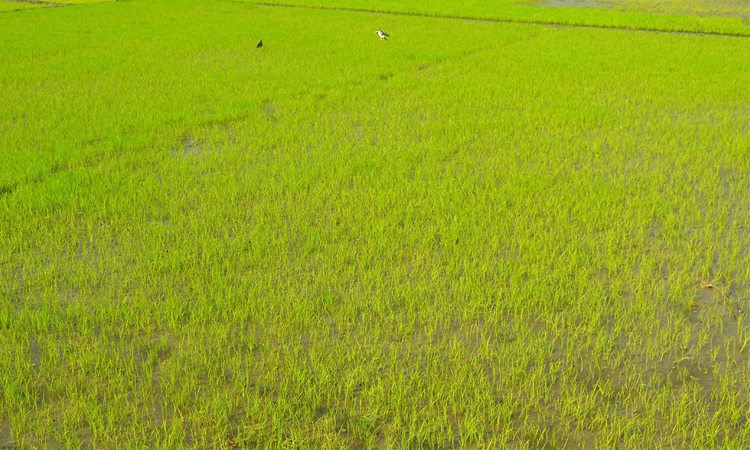 রংপুরে ঘন কুয়াশায় নষ্ট হচ্ছে বোরো বীজতলা