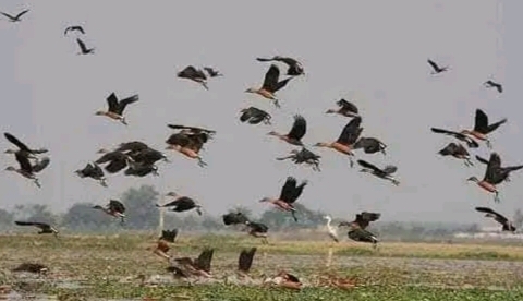 নেত্রকোনার হাওরাঞ্চলে দেখা মিলছে না অতিথি পাখির