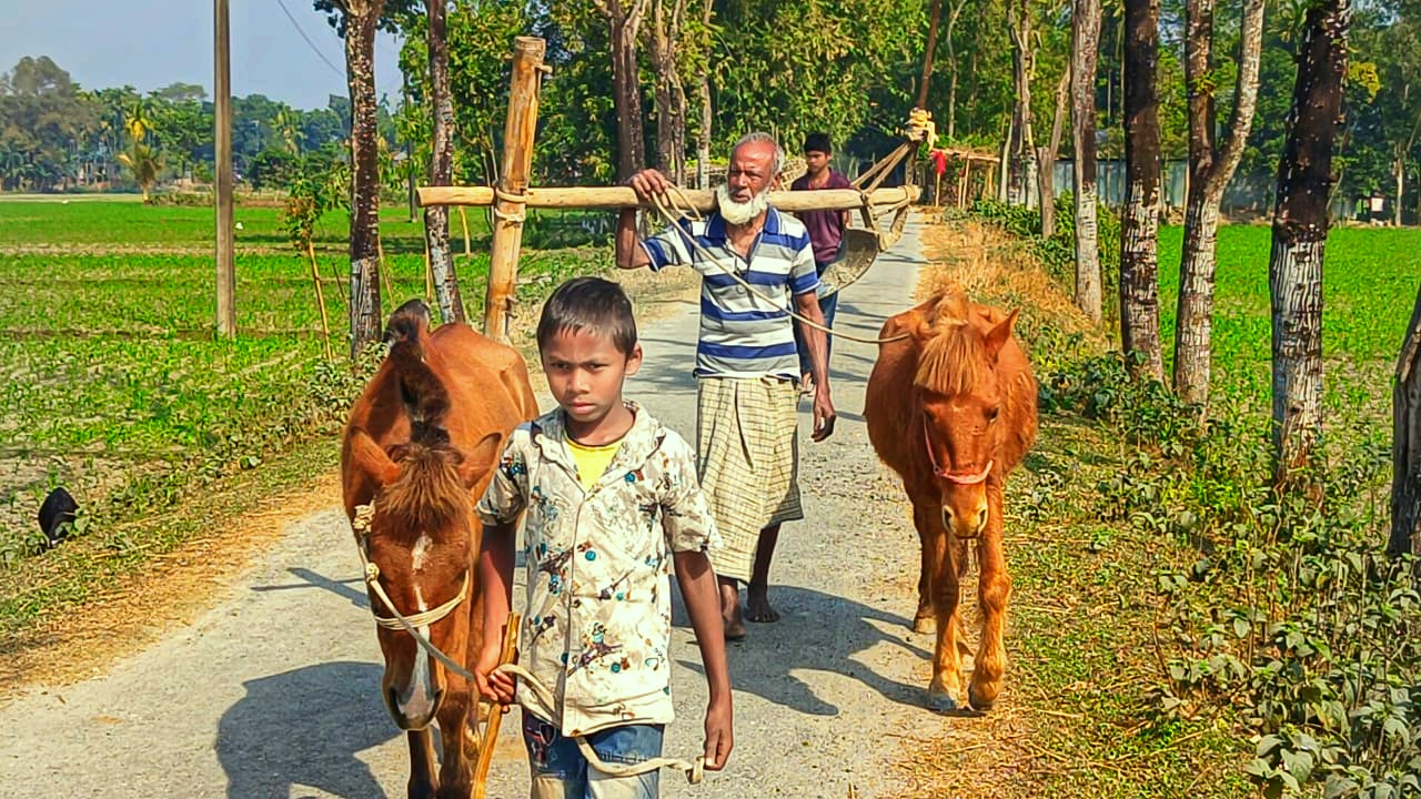 লালমনিরহাটে ঘোড়া দিয়ে চলছে হাল চাষ