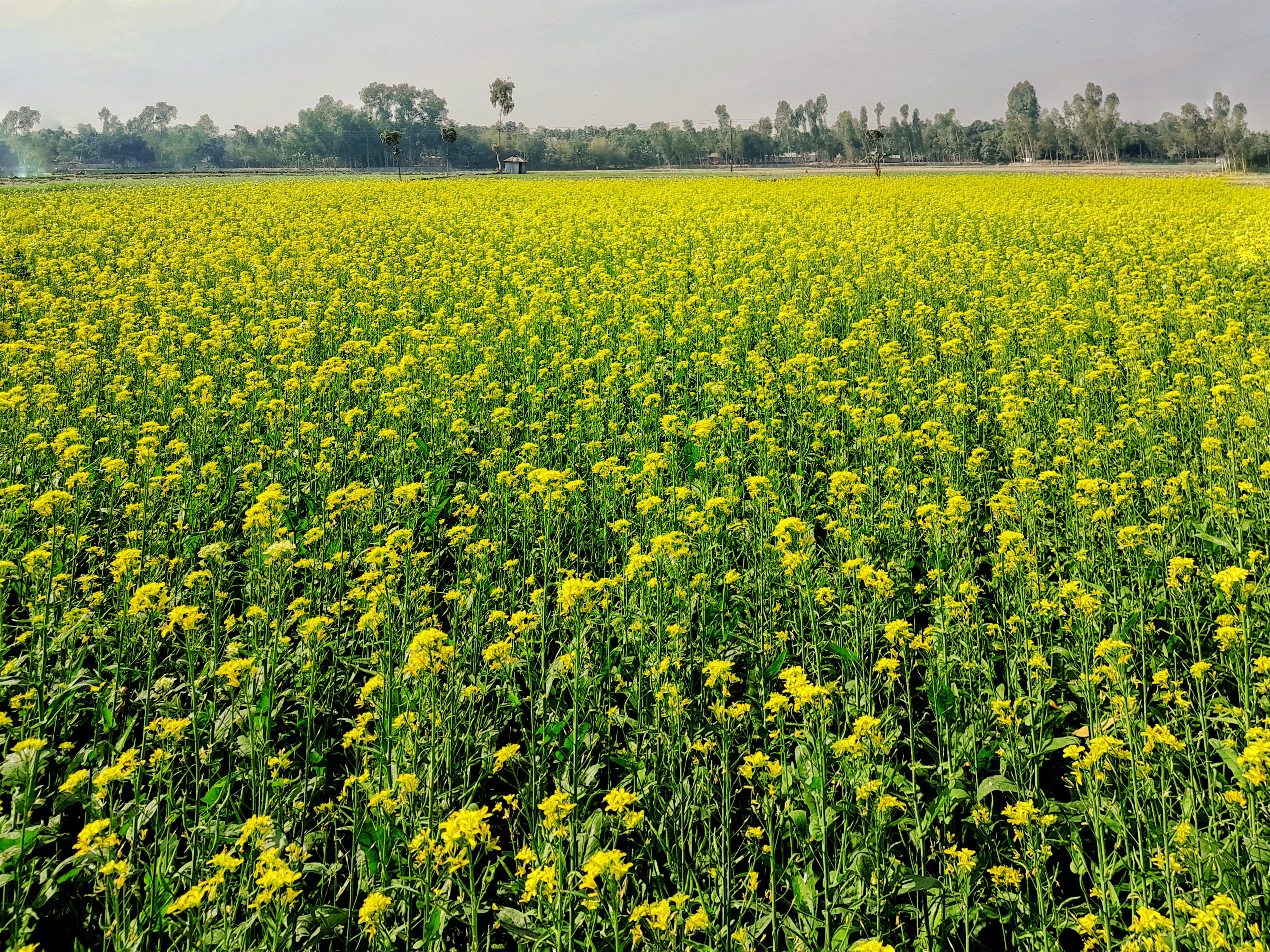 সরিষায় আশা দেখছেন ফেনীর কৃষকরা