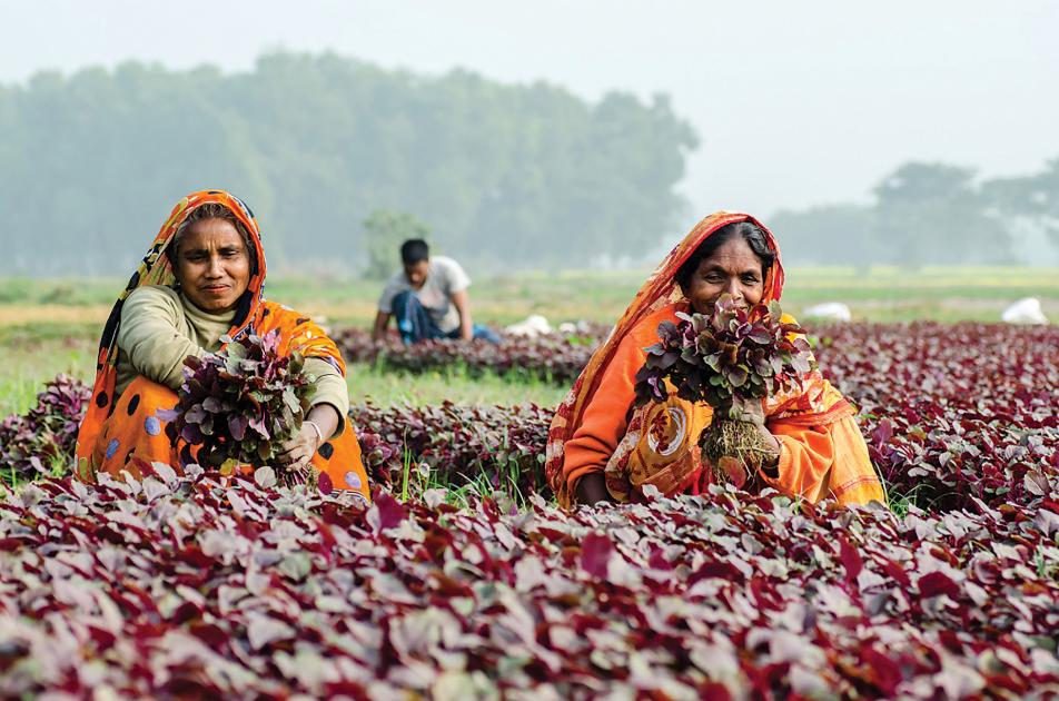 কৃষিতে নারীশ্রম, ফসলে চওড়া হাসি