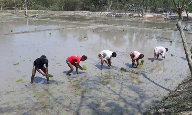 তিস্তা ব্যারেজ কমান্ড এলাকায় সেচের পানি দেওয়া শুরু 