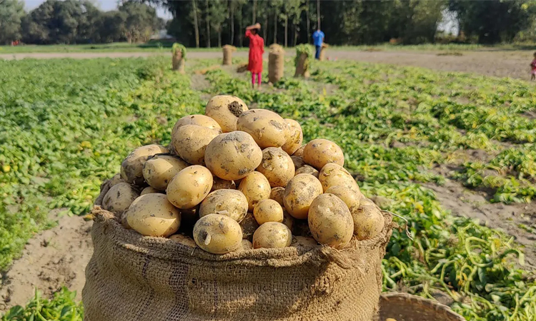 রংপুরে আগাম আলুর দামে ধস, দিশেহারা কৃষক