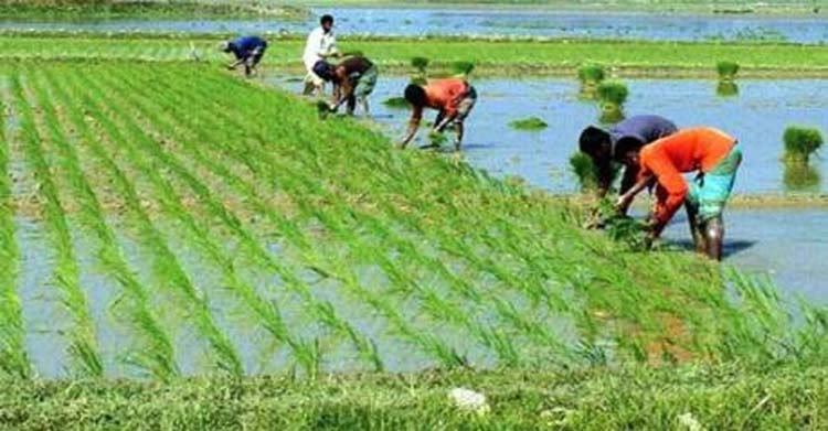 দিনাজপুরে শীত ও কুয়াশা উপেক্ষা করে ইরি-বোরো চারা রোপণে ব্যস্ত কৃষক