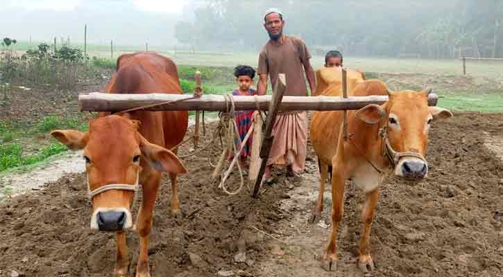 রংপুরে বিলুপ্তির পথে গরু দিয়ে হালচাষ 