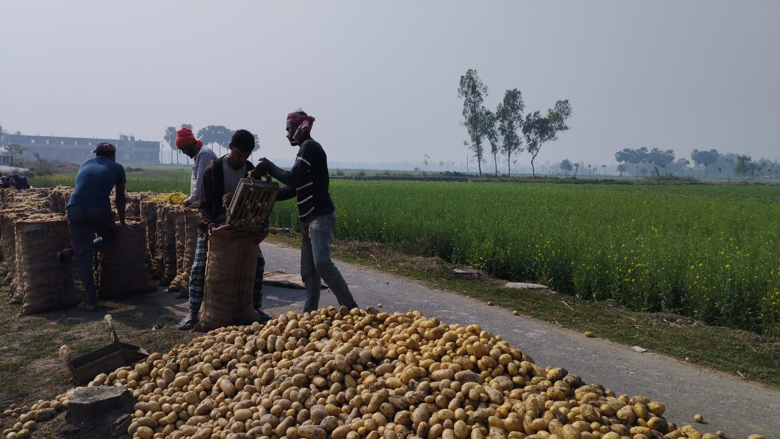 জয়পুরহাটে আলুর দাম কমায় ক্রেতারা খুশি