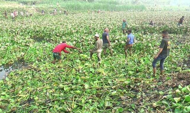 নরসিংদীতে নদী থেকে কচুরিপানা অপসারণ শুরু