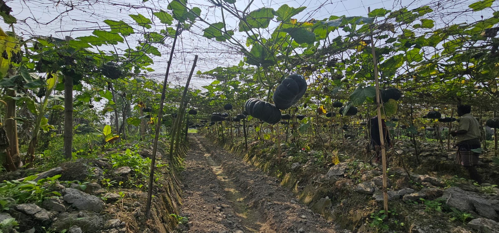 পটুয়াখালীতে মাচায় মিষ্টি কুমড়া চাষে লাভবান চাষী অমল