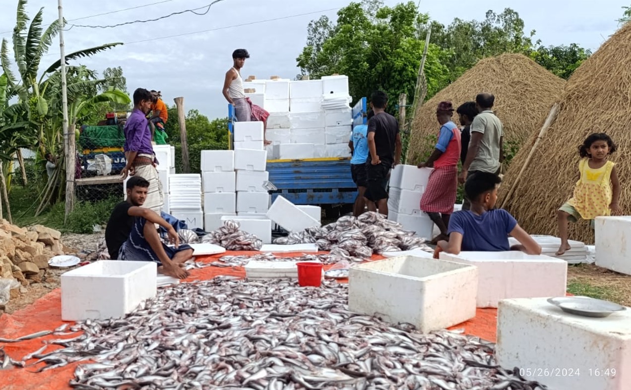 নাটোরে তারুণ্যের সফলতা শুধু পাবদা উৎপাদনেই নয় রপ্তানিতেও 