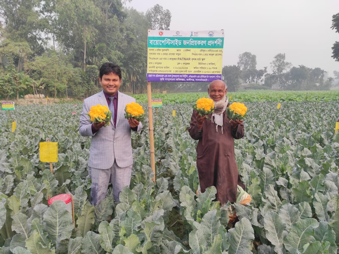 কম খরচে বেশি লাভের আশায় রঙিন ফুলকপি চাষে আগ্রহ দেখাচ্ছেন লালমনিরহাটের কৃষকরা 