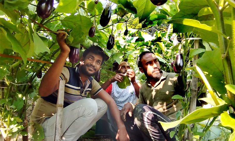 নড়াইলে বিষমুক্ত সবজি চাষে রমজানসহ তিন ভাইয়ের সাফল্য