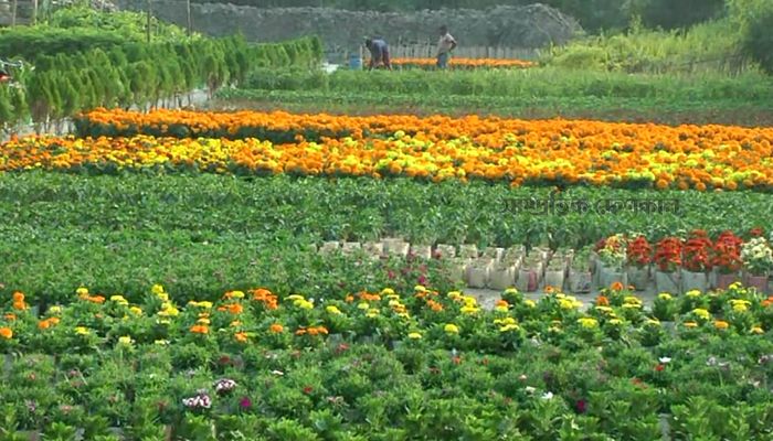 রংপুরে ফুল চাষে সফল উদ্যোক্তা আব্দুর রশিদ