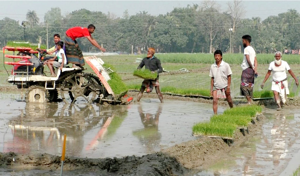 নওগাঁয় সমলয় পদ্ধতিতে বোরো চাষ 